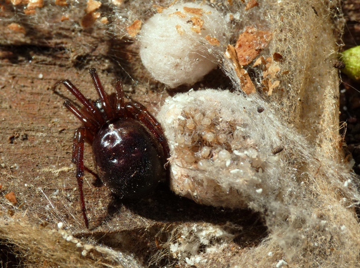 Steatoda nobilis con prole